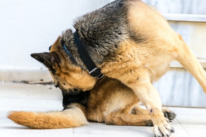 Dog chasing its tail / German Shepherd chasing its tail.