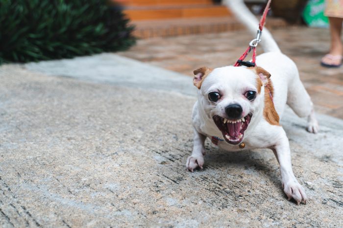 Angry dog little Chihuahua dog on the leash