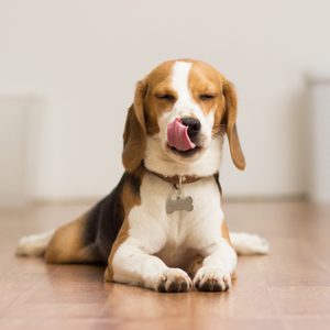 Puppy Beagle 7 months lying on the floor delivering the tongue