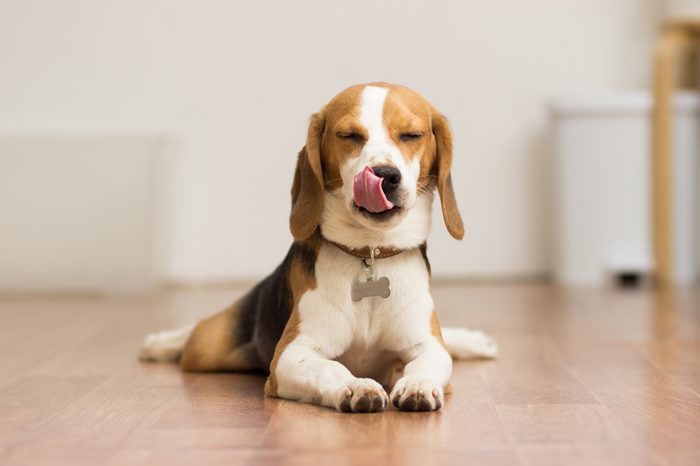 Puppy Beagle 7 months lying on the floor delivering the tongue