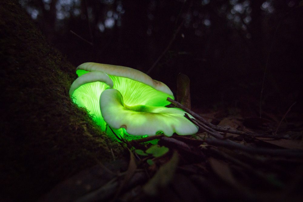 Ghost mushroom found along Box vale walking track Mittagong, Australia 04-April-2018 with very little rain its been hard to find this year but have seen several during the day along nattai river. 