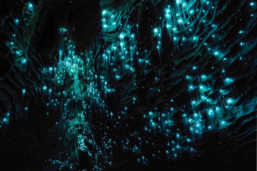 Waitomo Glowworm Caves, Waikato, New Zealand 