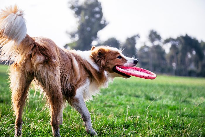 A Border Collie dog playing with its owner on a frisk morning in the park.