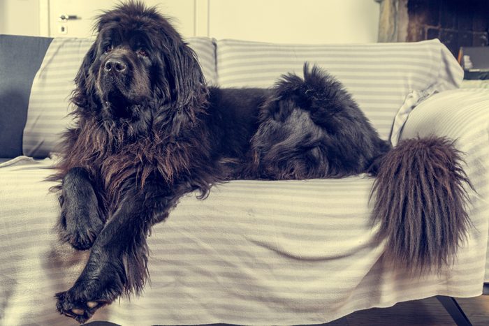 Big Newfoundland dog lies and rests at home on the sofa. Shallow depth of field