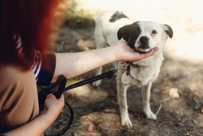 hand of man caress little scared dog from shelter posing outside in sunny park, adoption concept