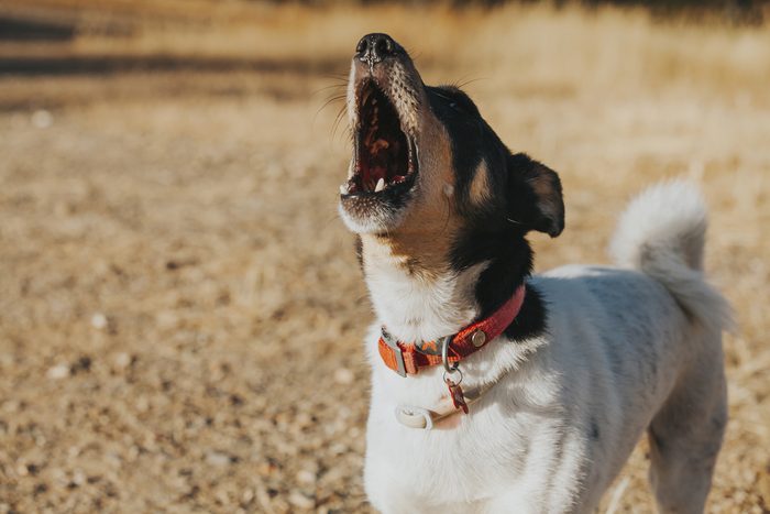 Wine cellar dog howling and barking wildly.