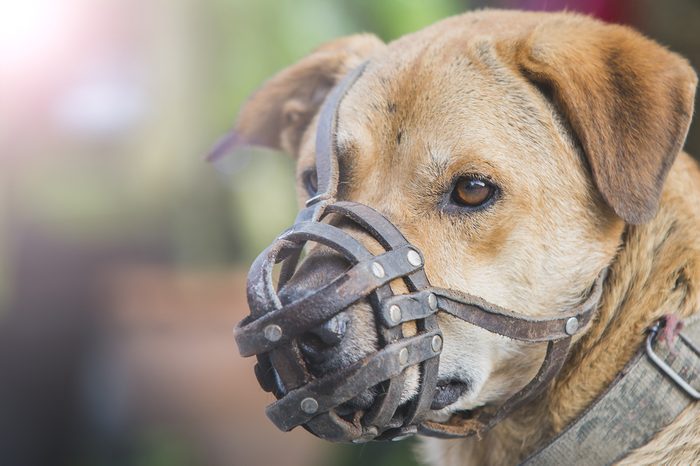 Dog wear muzzle. (Selective Focus at the dog eye)