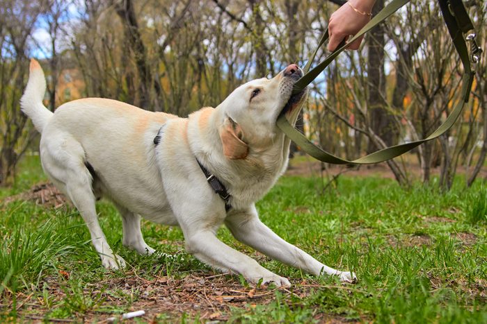 A dog friend with its owner, a naughty jaw pulls the leash.