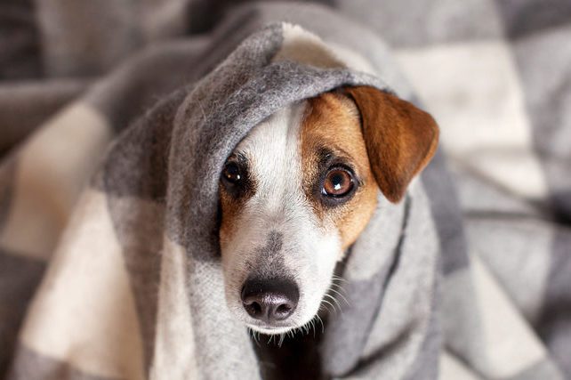 Dog under a plaid. Pet warms under a blanket in cold autumn weather