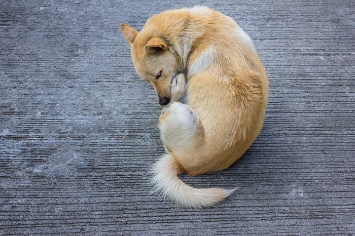 Puppy Licked Himself Leg on Cement Road