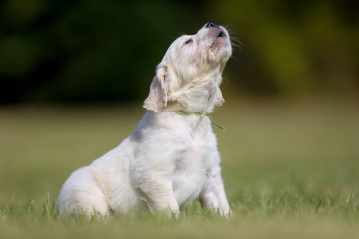 Seven week old golden retriever puppy outdoors on a sunny day.