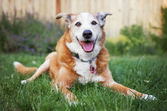 a senior dog laying in the grass in a backyard smiling at the camera