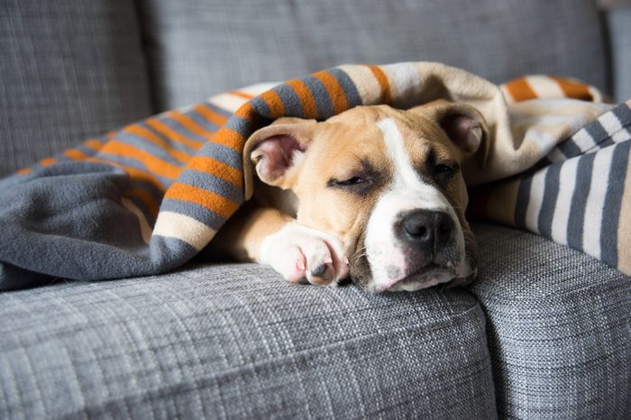 Bulldog Mix Puppy Sleeping on Gray Sofa at Home 