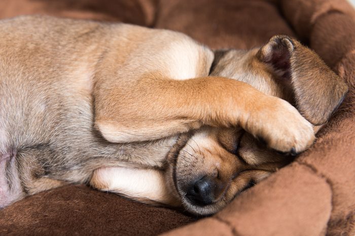 Close Up of Small Young Terrier Mix Puppy Hiding Face in Brown Plush Dog Bed