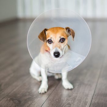 Small dog Jack Russell terrier sitting with vet Elizabethan collar on the gray floor
