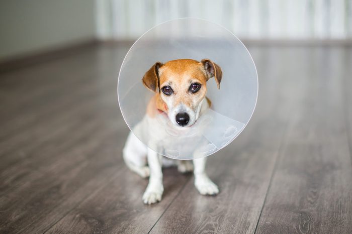 Small dog Jack Russell terrier sitting with vet Elizabethan collar on the gray floor