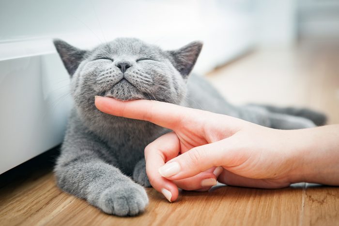 Happy kitten likes being stroked by woman's hand. The British Shorthair