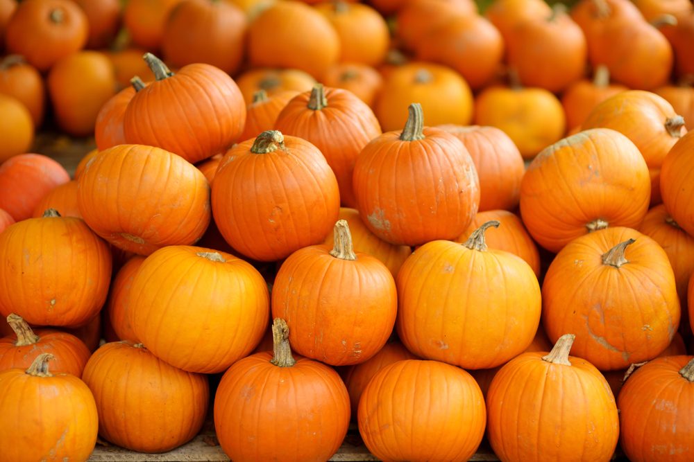 Decorative orange pumpkins on display at the farmers market in Germany. Orange ornamental pumpkins in sunlight. Harvesting and Thanksgiving concept.