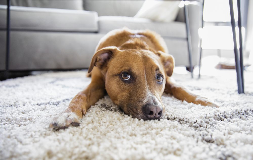 Shepherd mix puppy dog makes funny face lying on shag rug carpet at home