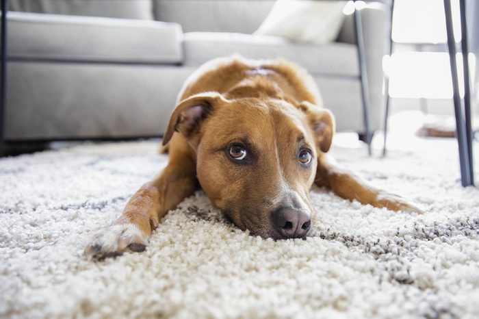 Shepherd mix puppy dog makes funny face lying on shag rug carpet at home