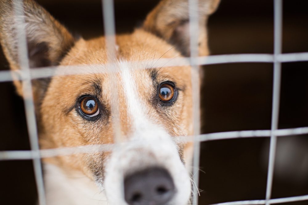 the homeless dog behind the bars looks with huge sad eyes with the hope of finding a home and a host