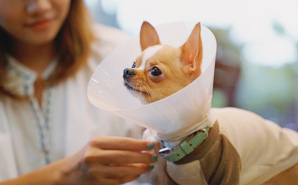 Young asian woman wearing collar cone for her chihuahua dog for protecting