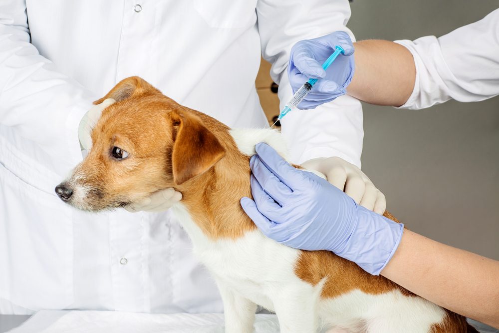 Veterinarian giving an injection to a dog