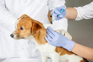 Veterinarian giving an injection to a dog
