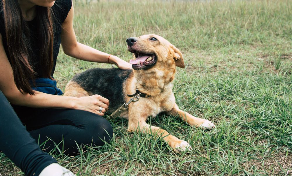 Young woman playing with beautiful dog outdoors in the park. Shelter dog and volunteer concepts