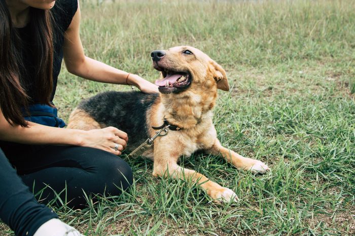 Young woman playing with beautiful dog outdoors in the park. Shelter dog and volunteer concepts