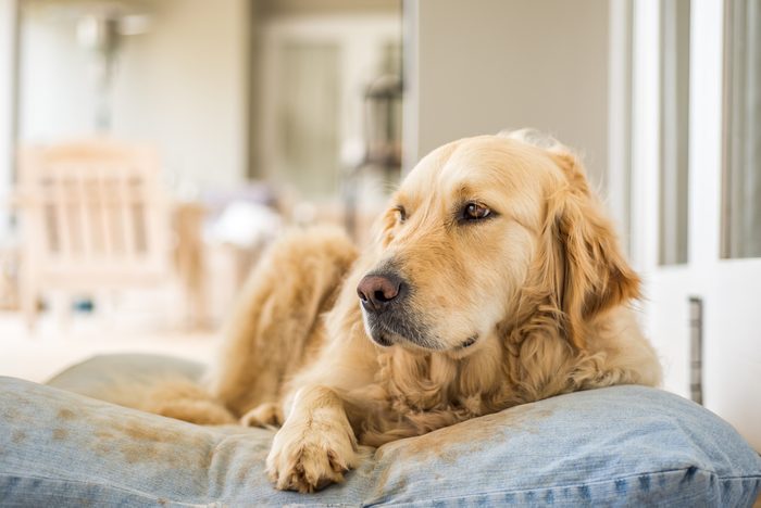 Golden Retriever resting on her pillow after lots of playing.