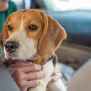 Beagle to travel out of the old house.