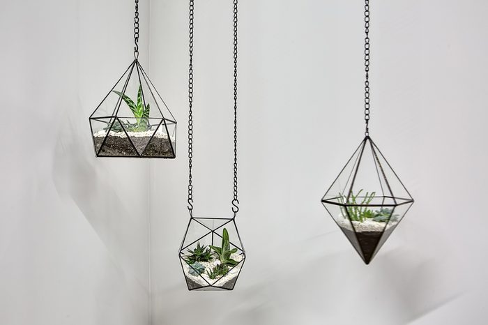 Three glass vases with metallic frames. The vases are hanging on chains on the gray wall background. Inside vases there are plants, ground and pebbles. Close-up photo. Horizontal.