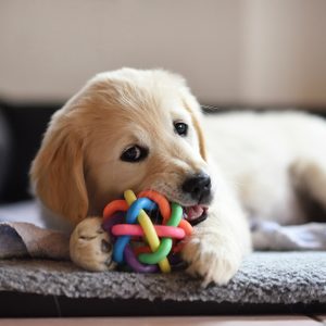 Golden retriever dog puppy playing with toy while lying on den