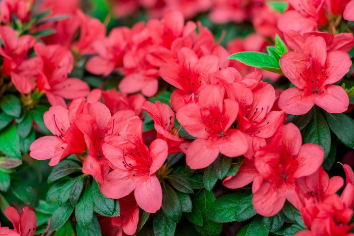 vinegar uses bloom azaleas and gardenias