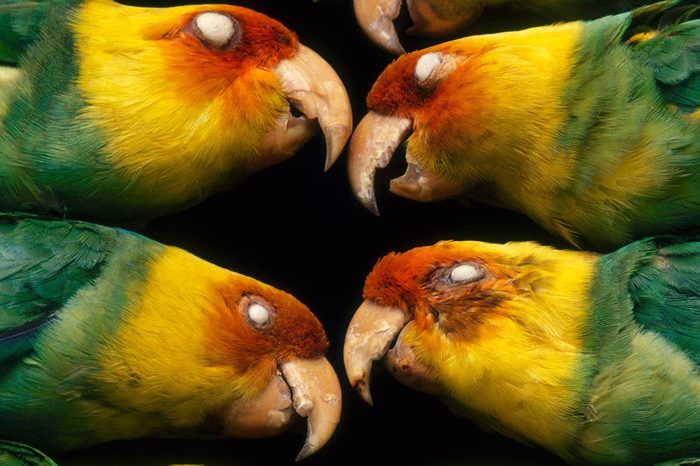 VARIOUS Extinct Carolina parakeets, Conuropsis carolinensis carolinesis, in museum, Philadelphia