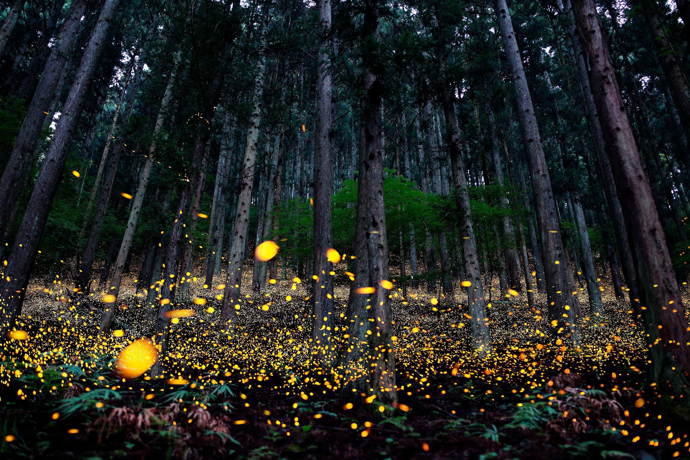 Fireflies