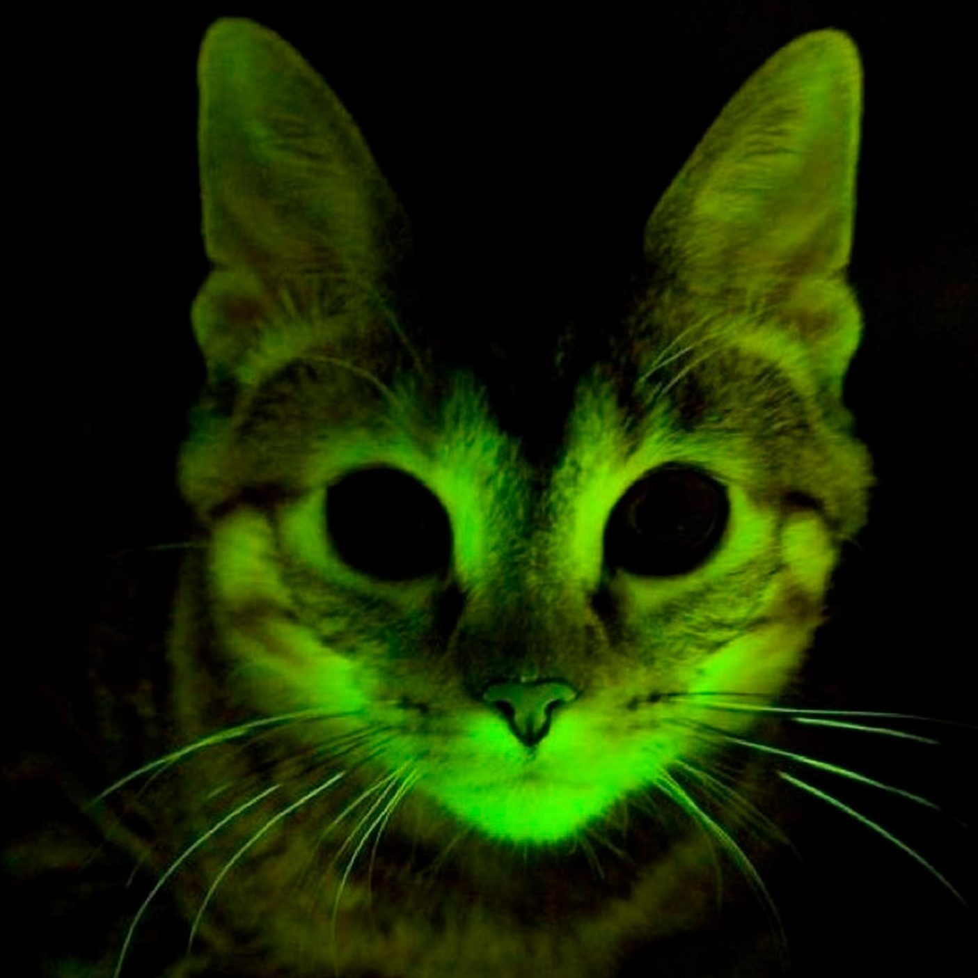 Glowing cat