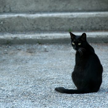 black cat