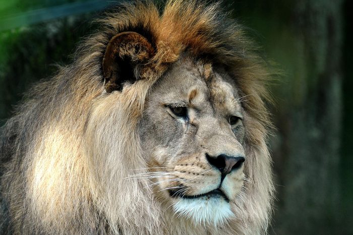 Barbary lion at Liberec Zoo, Czech Republic - 30 May 2018