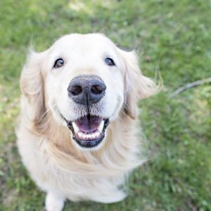 Golden Retriever sitting outside Smiling