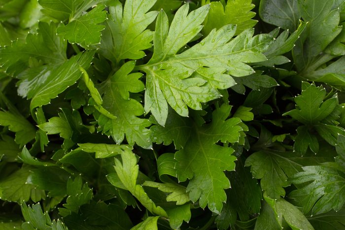 Fresh Parsley background closeup