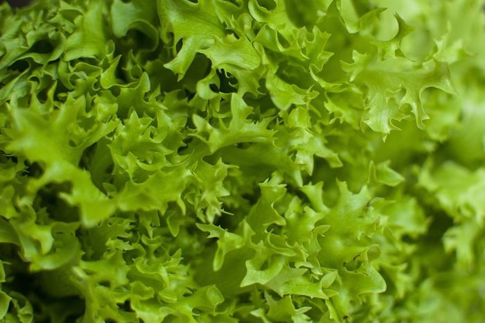 Bunch of raw organic green frisee salad close up. Selective focus.