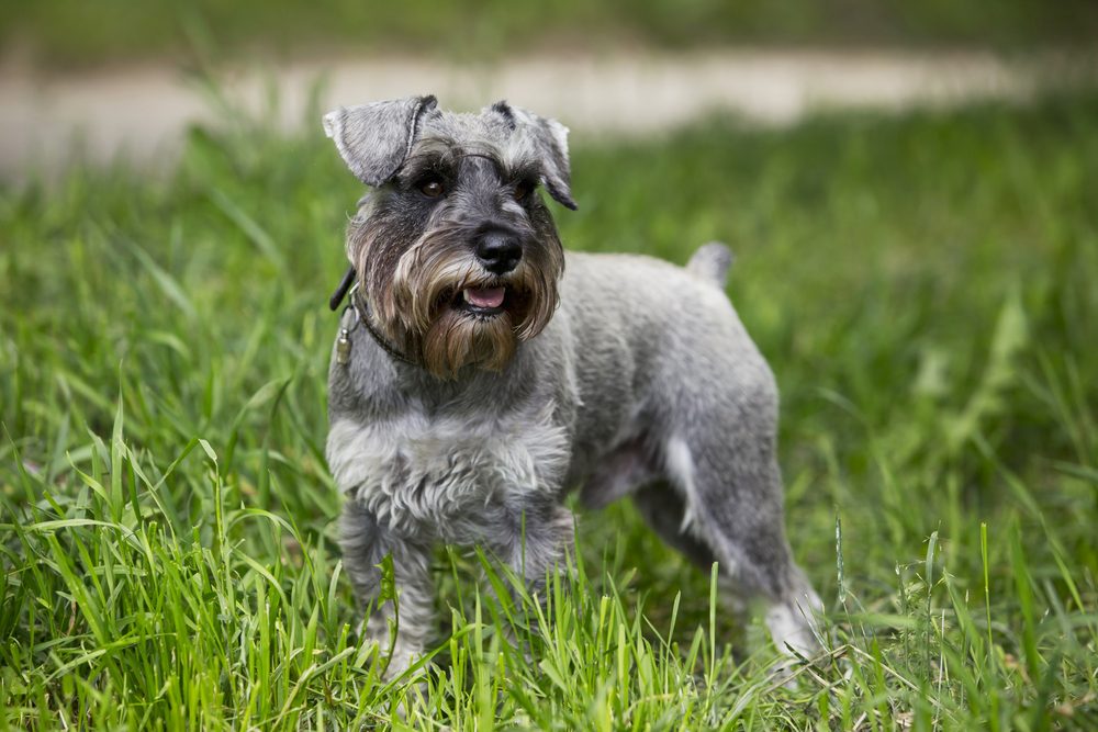 This Is Why Dogs Spin Around Before They Poop