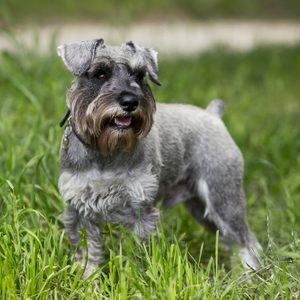 the dog breed miniature schnauzer on a green grass