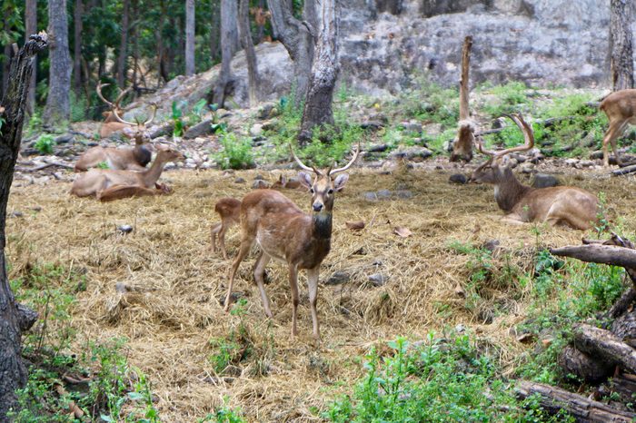 Schomburgk's deer, Rucervus schomburgki, Cervus schomburgki on the straw.