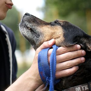 Young hansome male having fun with his lovely dog, snuggling, stroking and petting, sitting on the grass. Close friendship between owner and pet. Best friend. Animal shelter.