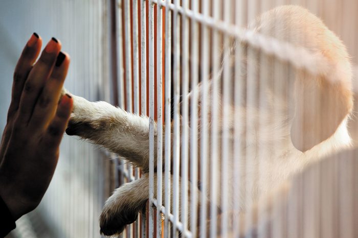 Human hand is touching a cute little doggie paw through a fence of a adoption centre.