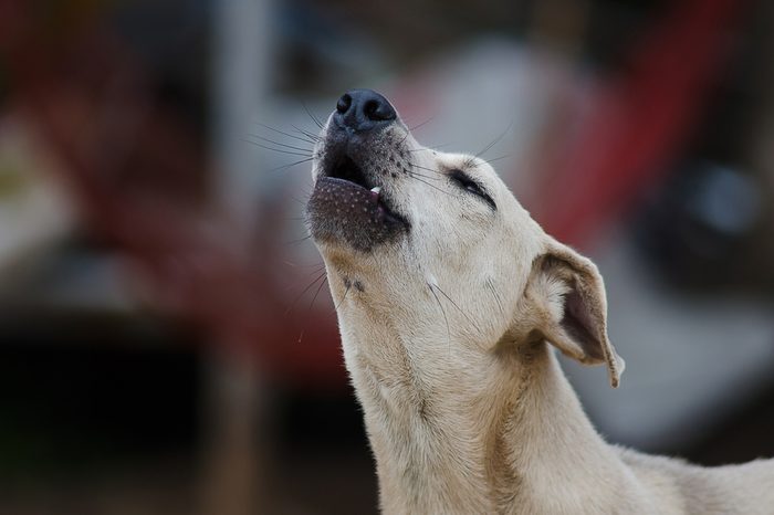 Dog howl