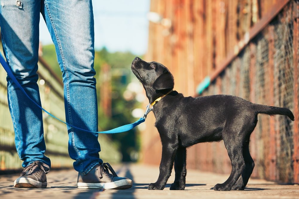 Morning walk with dog (black labrador retriever). Young man is training his puppy walking on the leash.